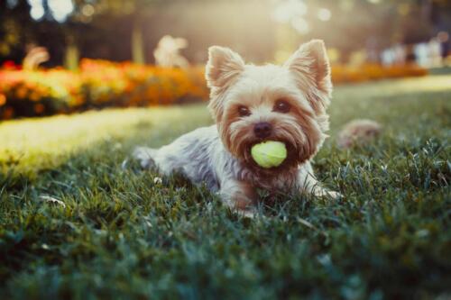 A dog with a tennis ball in its mouth.